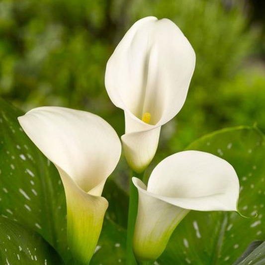 Calla Lily (Daddy Y-Nuestra Version) - Fragancia