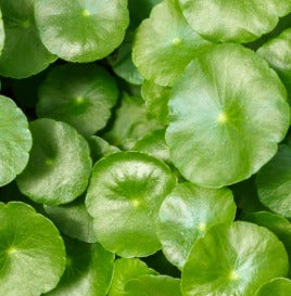 Centella - Extracto