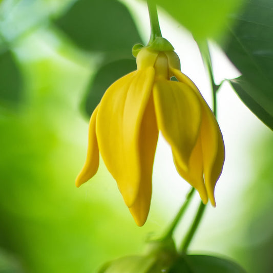 Ylang Ylang - Aceite Esencial