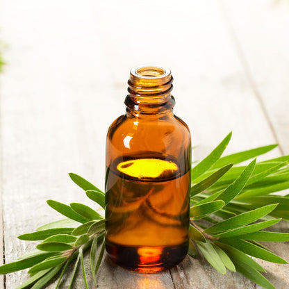 Arbol de Te - Aceite Esencial