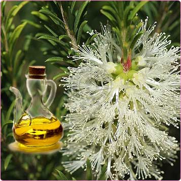 Cajeput - Aceite Esencial