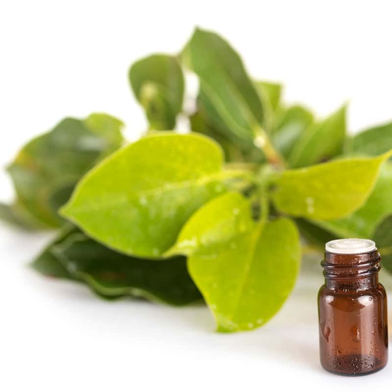 Alcanfor - Aceite Esencial
