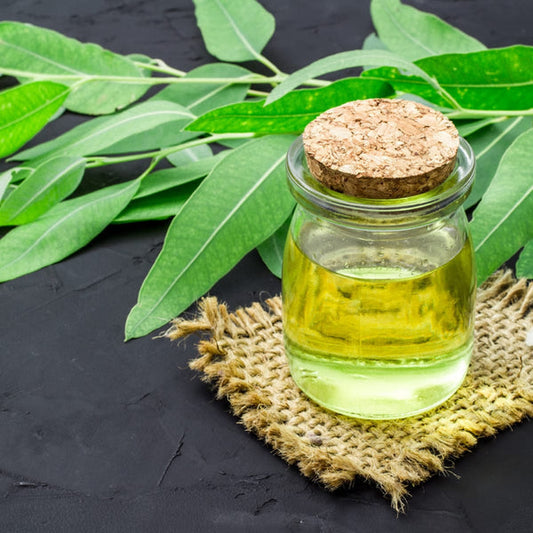 Eucalipto C. - Aceite Esencial