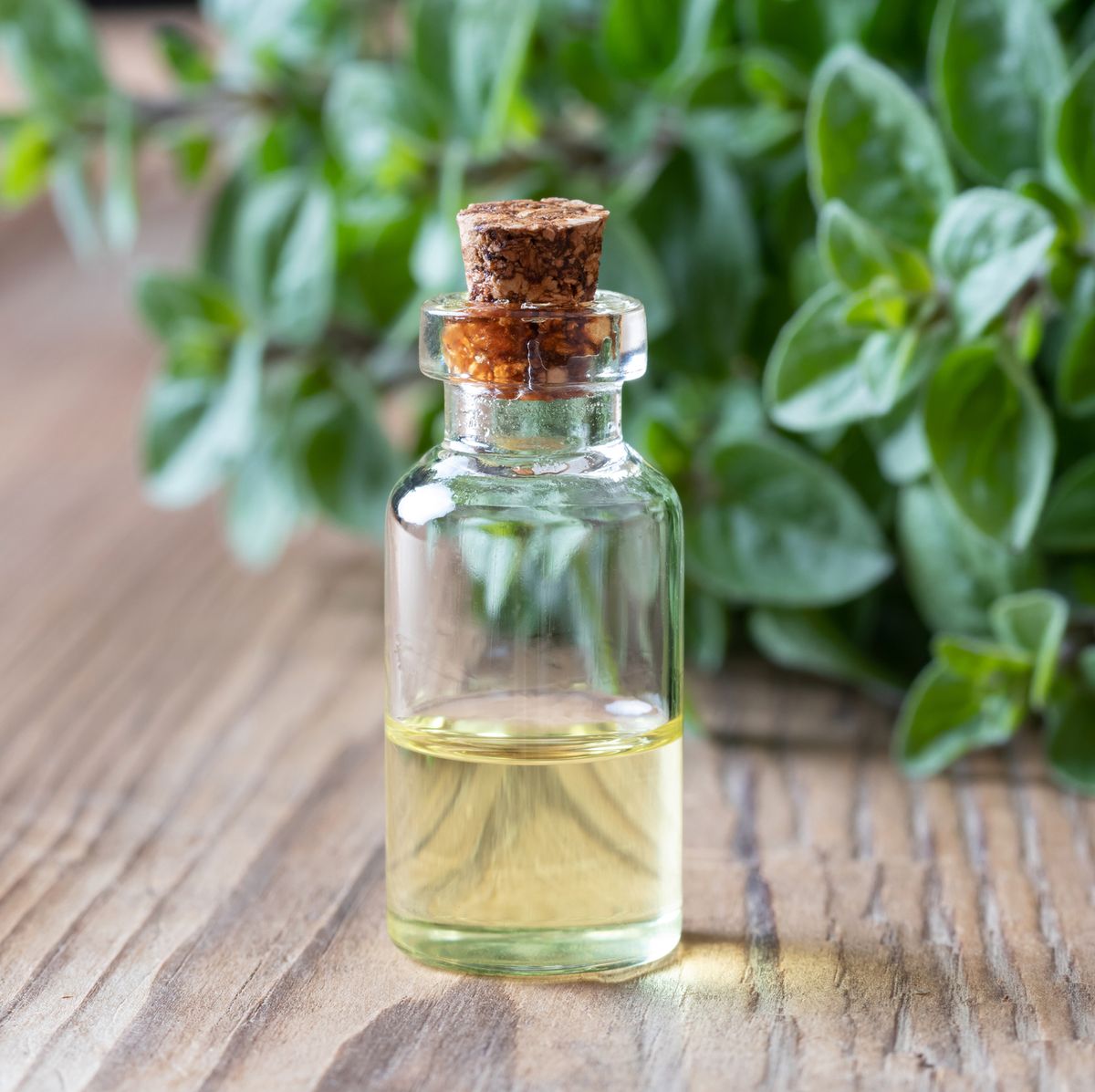 Oregano Comestible - Aceite Esencial  FG