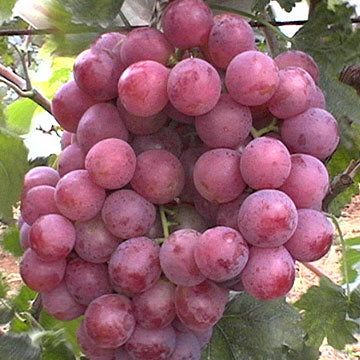 Uva Sg - Saborizante Liquido R